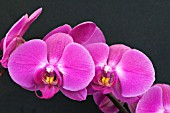 PHALAENOPSIS MAGIC MOMENTS, (ORCHID)