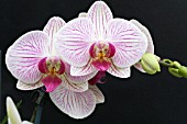 PHALAENOPSIS MISSION