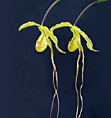 PHRAGMIPEDIUM GRANDE