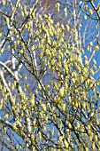 CORYLOPSIS SINENSIS WILLMOTTIAE