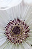 BERKHEYA PURPUREA