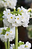 PRIMULA DENTICULATA ALBA