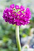 PRIMULA DENTICULATA,