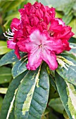 RHODODENDRON PRESIDENT ROOSEVELT