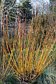 SALIX  ALBA BRITZENSIS