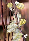 SALIX CAPREA KILMARNOCK