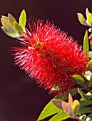 CALLISTEMON CITRINUS