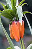 FRITILLARIA IMPERIALIS