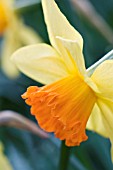 NARCISSUS FORTUNE