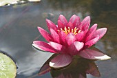 NYMPHAEA HYBRIDA CHARLES DE MEURVILLE