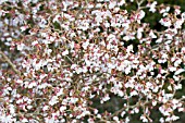 PRUNUS INCISA KOJO-NO-MAI