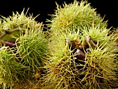 SWEET CHESTNUT (CASTANEA SATIVA)