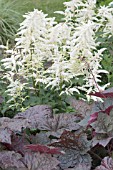 ASTILBE X ANDERSII IRRLICHT