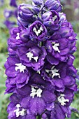 DELPHINIUM NOBILITY