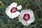 DIANTHUS DAINTY DAME