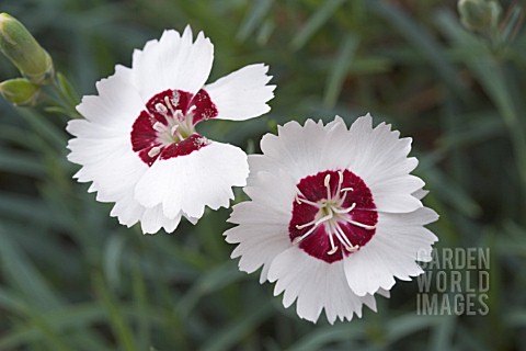 DIANTHUS_DAINTY_DAME
