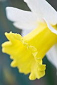 NARCISSUS PREAMBLE