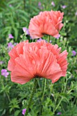 PAPAVER ORIENTALE HELEN ELIZABETH