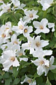 PHILADELPHUS BELLE ETOILE