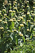 PHLOMIS RUSSELIANA