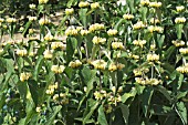 PHLOMIS RUSSELIANA