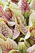 SARRACENIA PURPUREA VAR. VENOSA