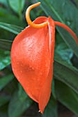 ANTHURIUM SCHERZERIANUM