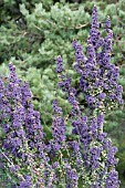 CEANOTHUS RIGIDUS