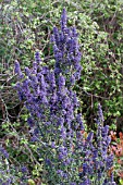 CEANOTHUS RIGIDUS