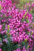 ERICA CARNEA KING GEORGE