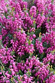 ERICA CARNEA KING GEORGE