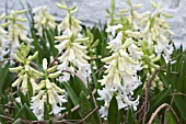 HYACINTHUS ORIENTALIS LINNOCENCE