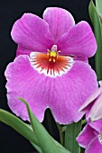 MILTONIA JEAN CARLTON DESIRE