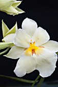 MILTONIA YELLOW HYBRID