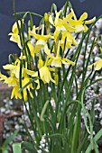 NARCISSUS HAWERA