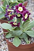 PRIMULA AURICULA