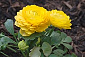 RANUNCULUS BLOOMINGDALE F1