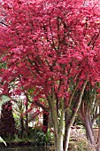 ACER PALMATUM ATROPURPUREUM