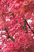 ACER PALMATUM ATROPURPUREUM