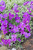 AUBRETIA ARGENTIOVARIEGATA