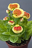 CALCEOLARIA X HYBRIDA SUNSET MIXED