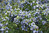 CEANOTHUS TREWITHEN BLUE