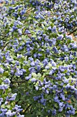 CEANOTHUS TREWITHEN BLUE