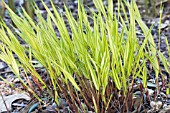 HAKONECHLOA MACRA AUREOLA