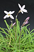 IPHEION UNIFLORA CHARLOTTE BISHOP