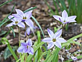 IPHEION UNIFLORA WISLEY BLUE