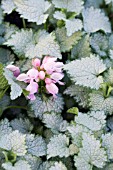 LAMIUM MACULATUM PINK NANCY