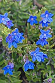 LITHODORA DIFFUSA HEAVENLY BLUE