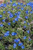 LITHODORA DIFFUSA HEAVENLY BLUE