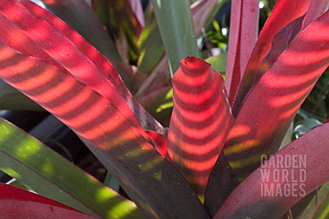 NEOREGELIA_SPECTABILIS